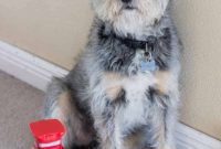 The Essential Guide to a Joyful, Thriving Dog