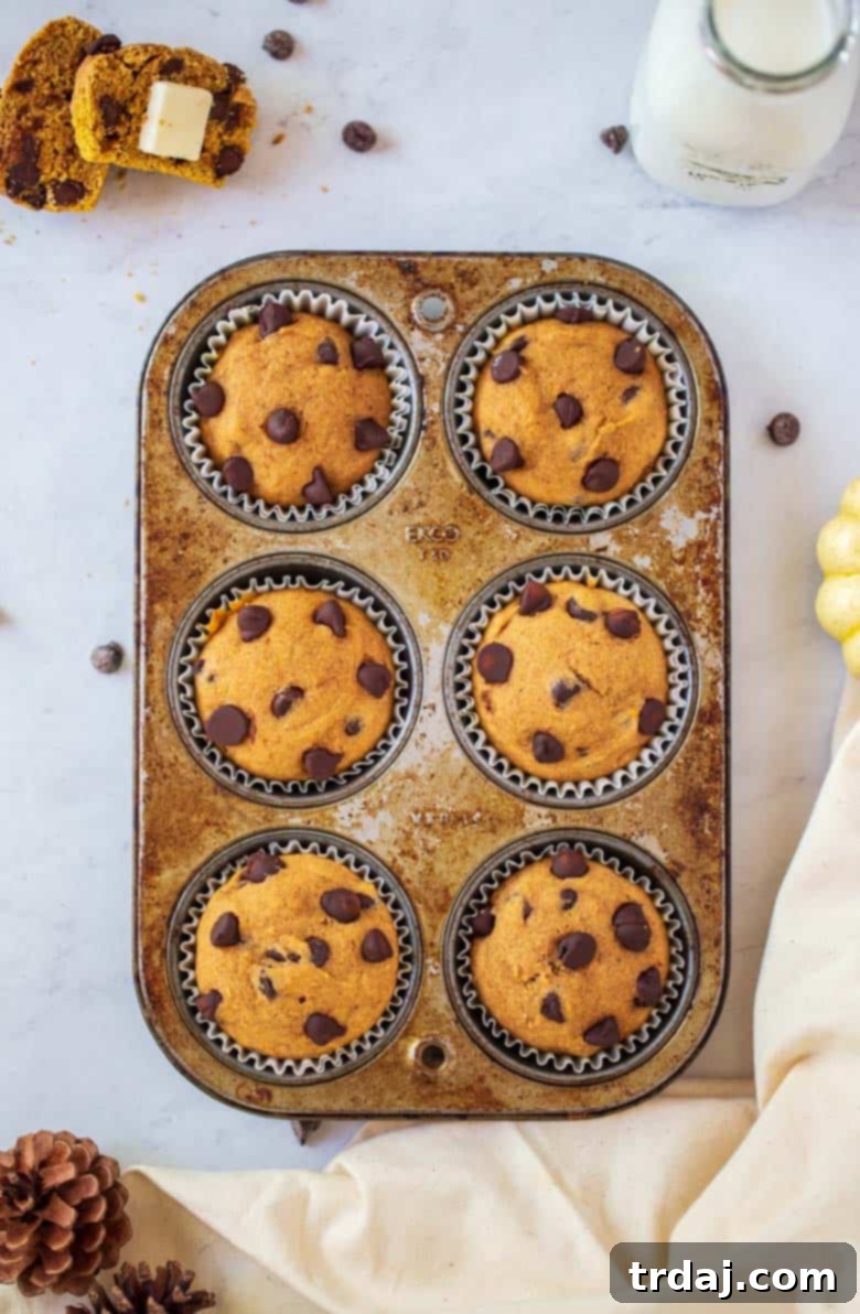Pumpkin Chocolate Chip Muffins in a muffin tin