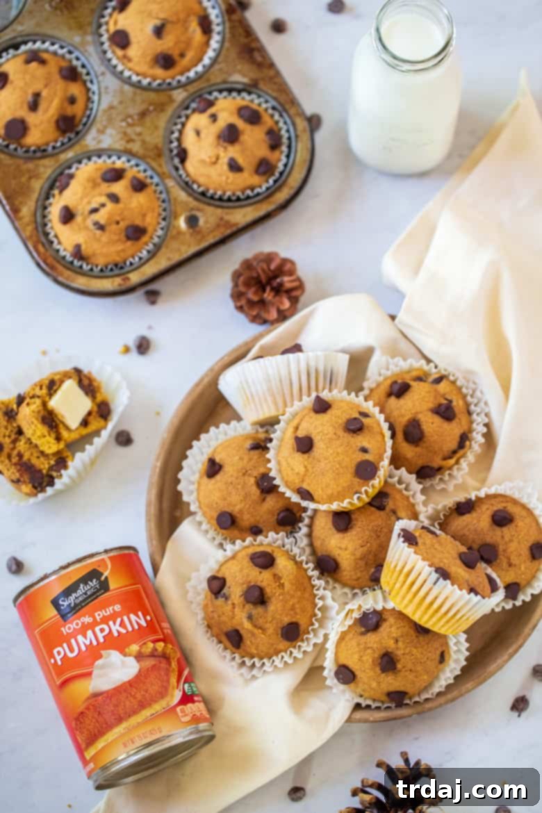 Pumpkin Chocolate Chip Muffins on a plate and in muffin tin with milk and canned pumpkin puree