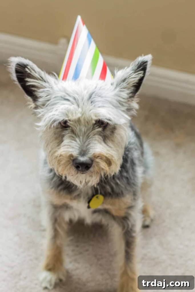 Treat your dog to fabulous Birthday Celebrations with Milo’s Kitchen. Delicious, all natural, 100% meat dog treats and fun new toys make for the perfect celebration for your beloved pet. | Strawberry Blondie Kitchen