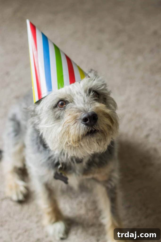 My dog, Dudley, wearing a party hat for his birthday celebration. He