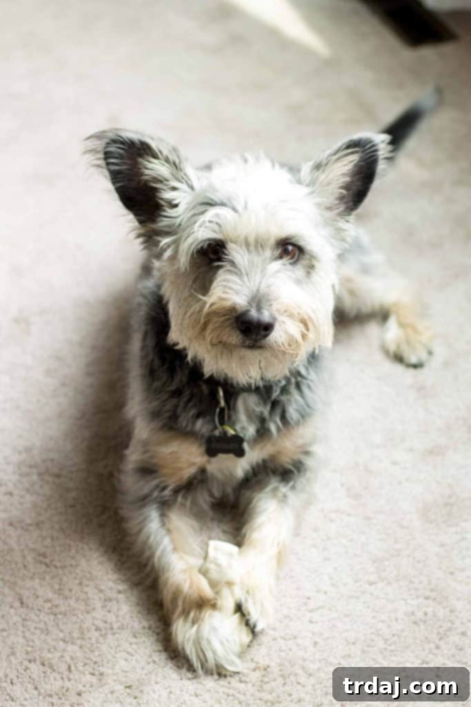 A happy dog, Dudley, sitting patiently with a party hat, surrounded by gifts and treats, ready for his birthday celebration. | Strawberry Blondie Kitchen