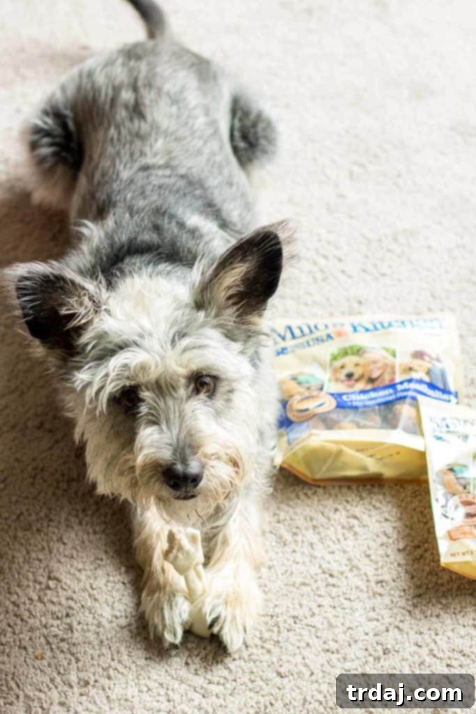 Close-up of a dog, Dudley, eagerly enjoying Milo