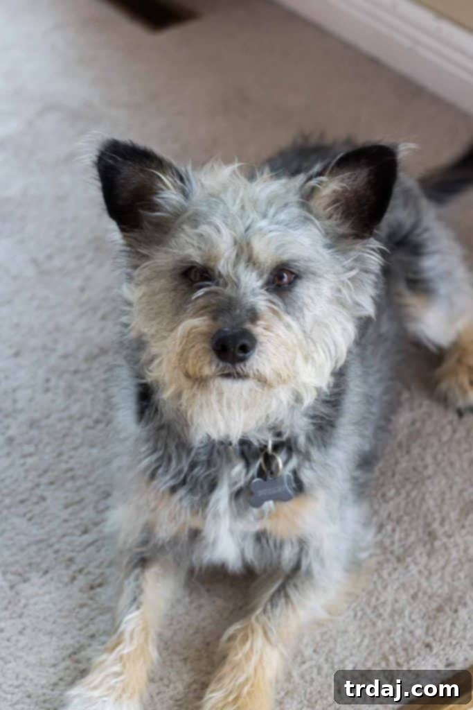 A close-up of a dog, showcasing its happy and healthy demeanor.
